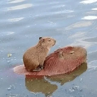 👥