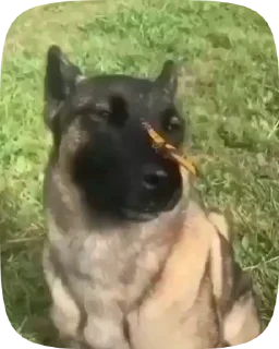 🐶
