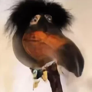 🥭