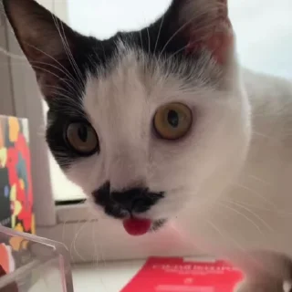 😋
