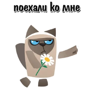 🐱