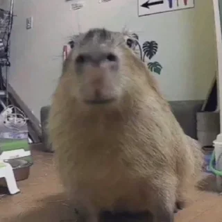 🦦