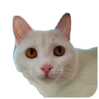 🐱
