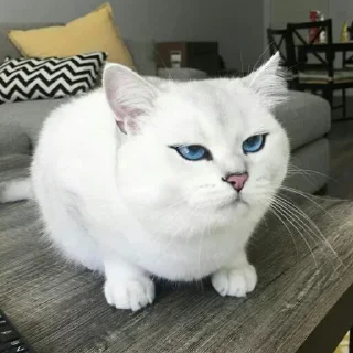 🐱