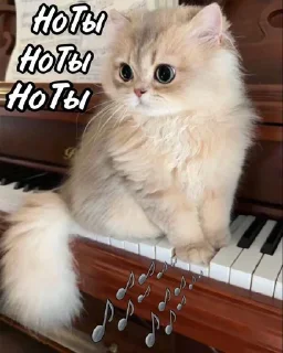 🎶
