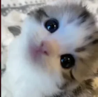 🥺