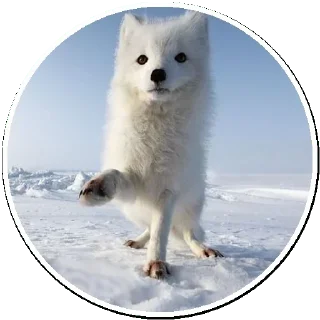 Arctic Fox @stickersb2b
