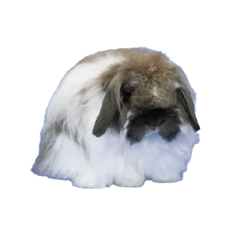 🐶