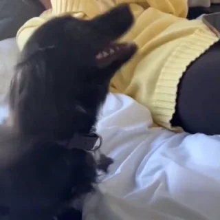 🐕