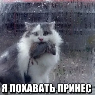 😺