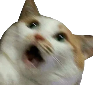 😨