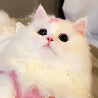 🥺