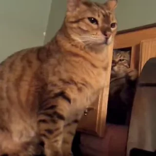 🐈