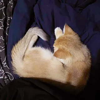 🐈