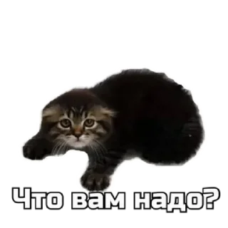 🥺