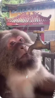 xing xing monkey one arm 3 :: @fStikBot