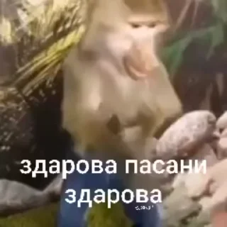 🌟