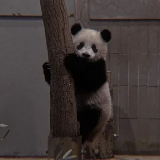 🐼
