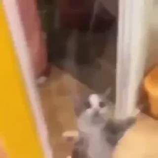 🐱