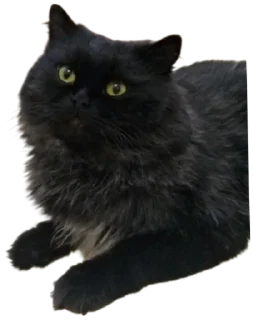 🐈‍⬛