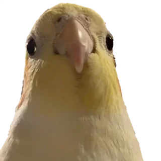 🥺