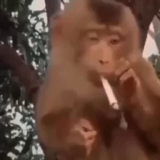🦧