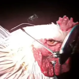 🐓