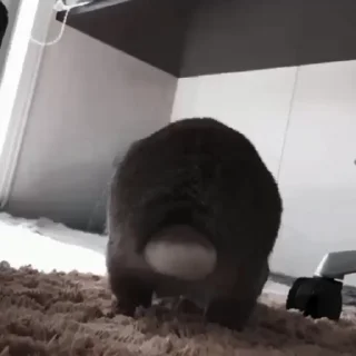 🐇