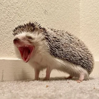 Йожики🦔