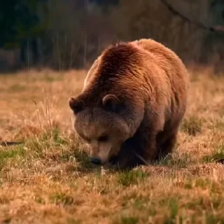 🤩