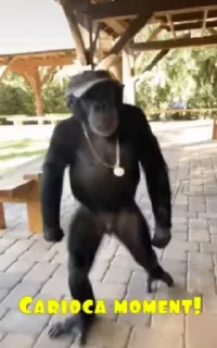 🐵