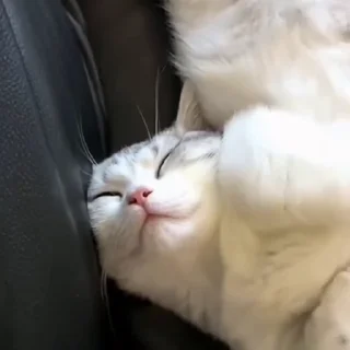 🐈