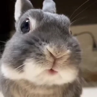🤩