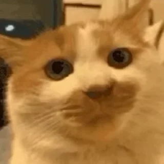 🐱