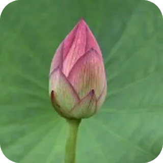 🌸