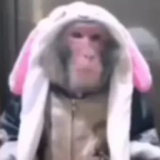 🐵