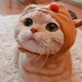 🐈