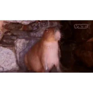 🚿