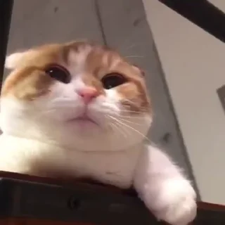 🥱