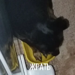 🍜