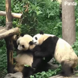 🐼