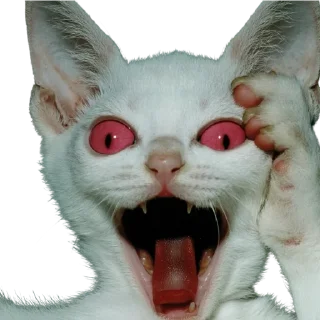 🐱
