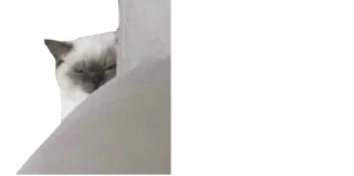🐈
