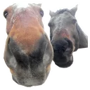 Koniachki