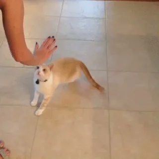 🐱