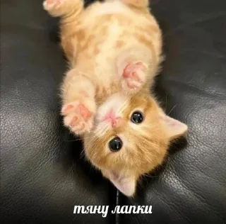 🙌