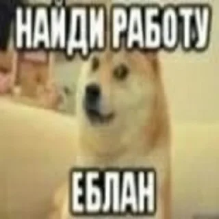 🐶