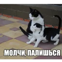 😼