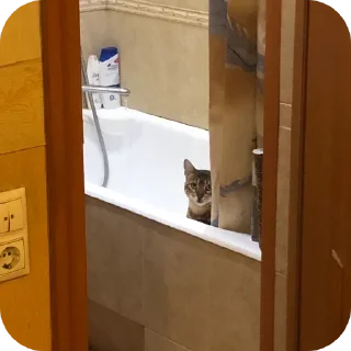 🐱
