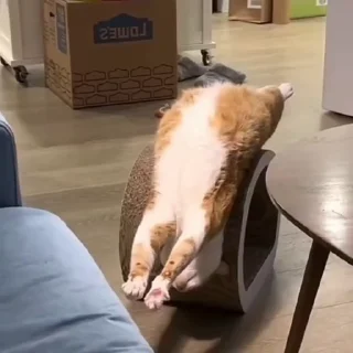 🐈